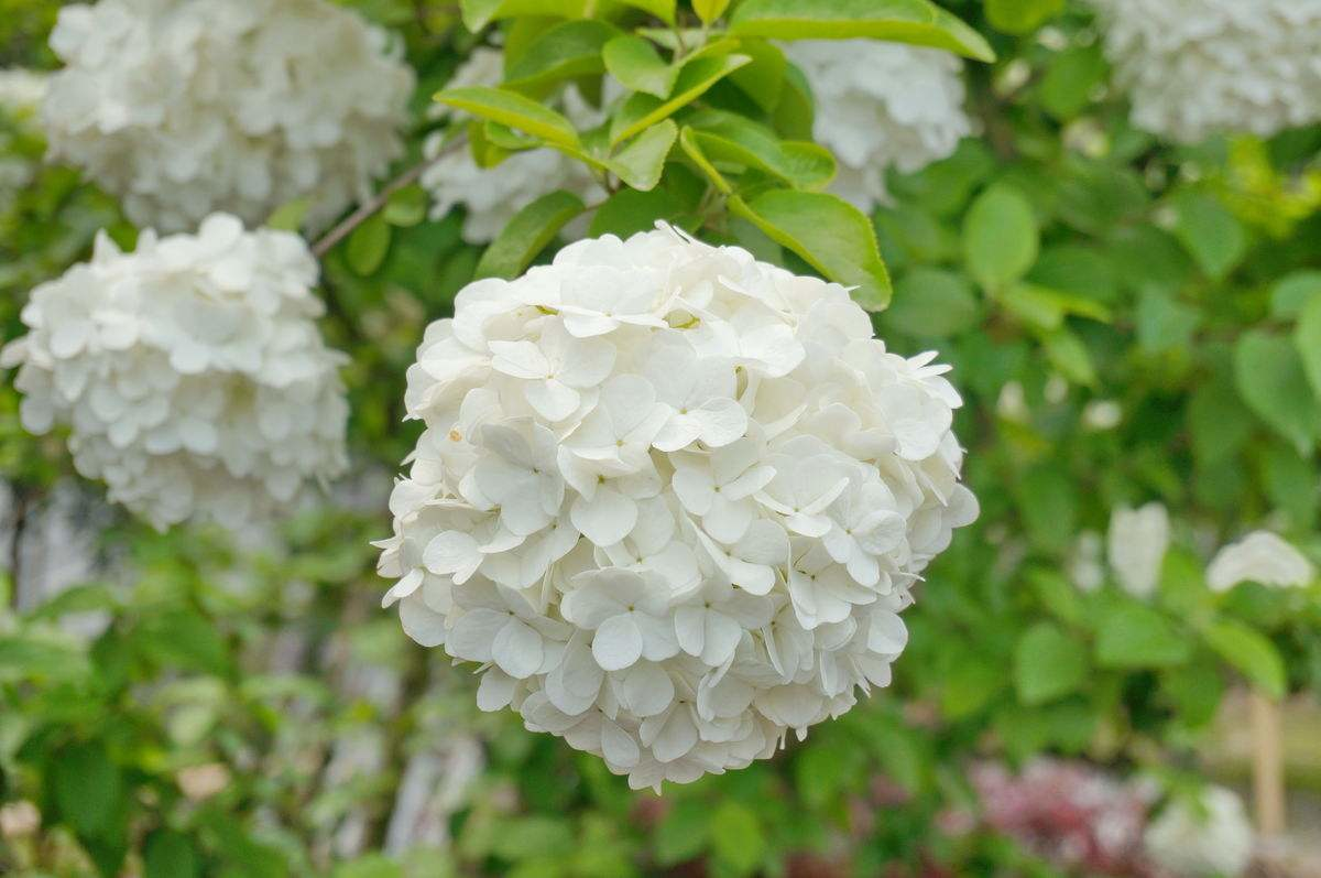 绣球花诗词精选一十二首 高枝带雨压雕栏，一蒂千花白玉团