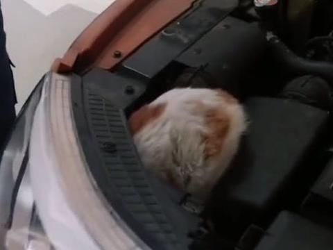 去4S店保养汽车，掀开引擎盖时却发现一只流浪猫，太惊险了