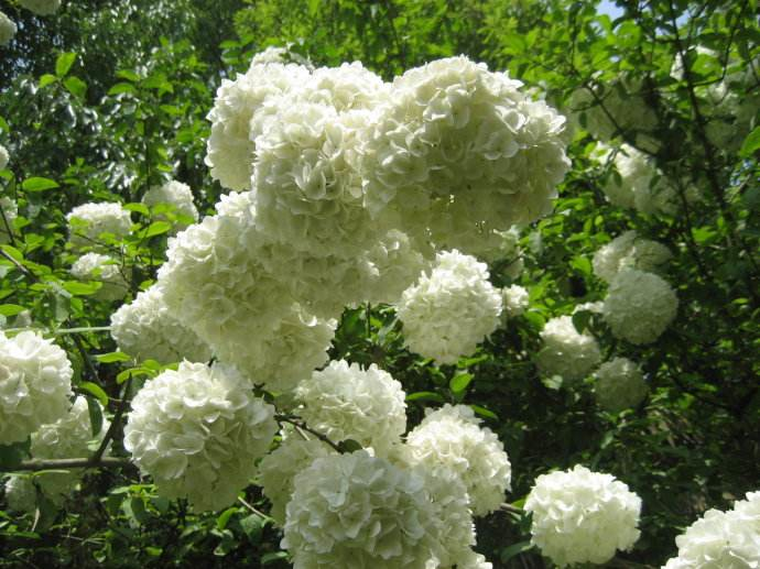 绣球花诗词精选一十二首 高枝带雨压雕栏，一蒂千花白玉团