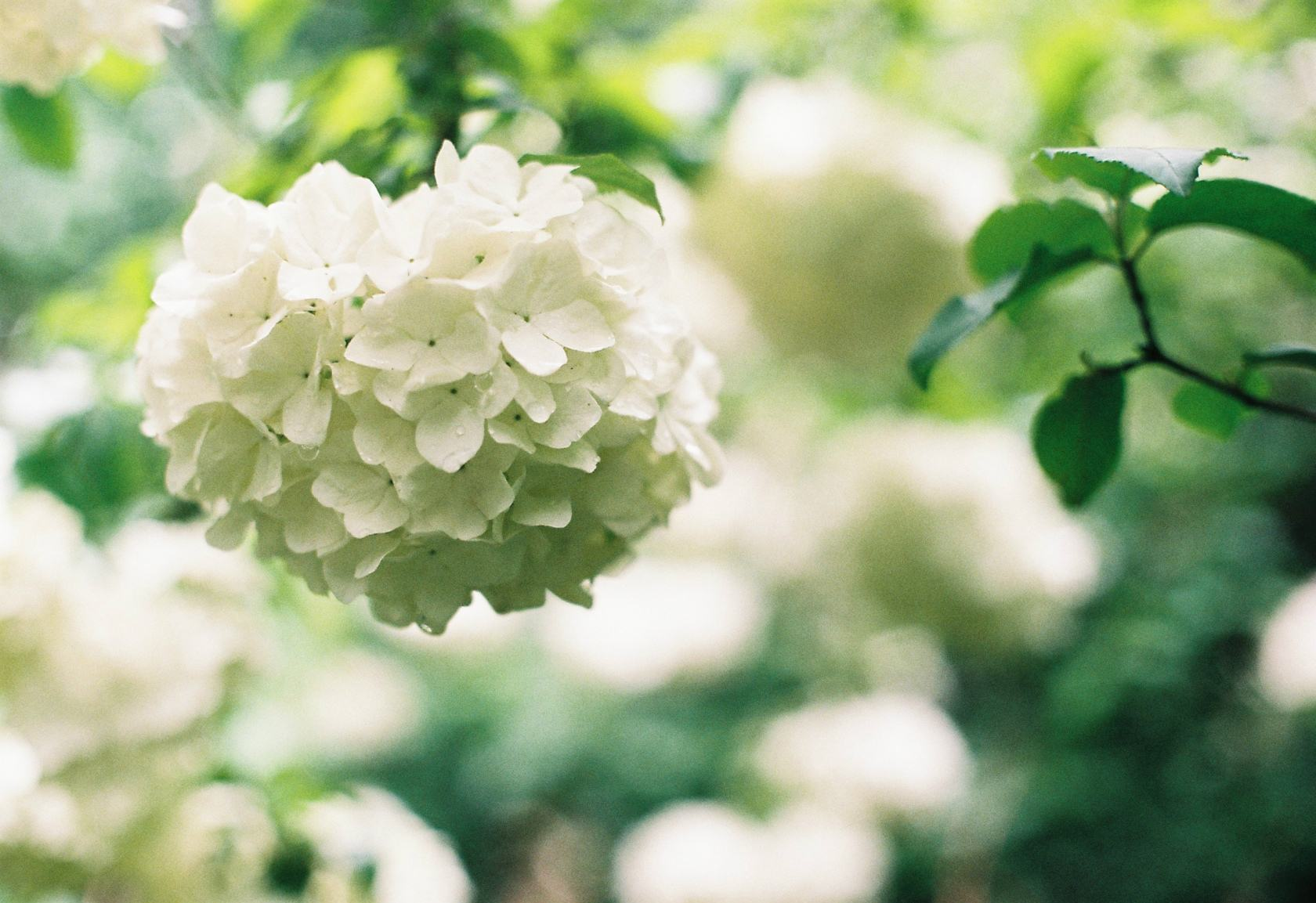 绣球花诗词精选一十二首 高枝带雨压雕栏，一蒂千花白玉团