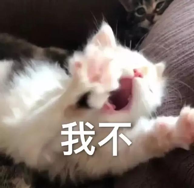 猫咪表情包:达成一致