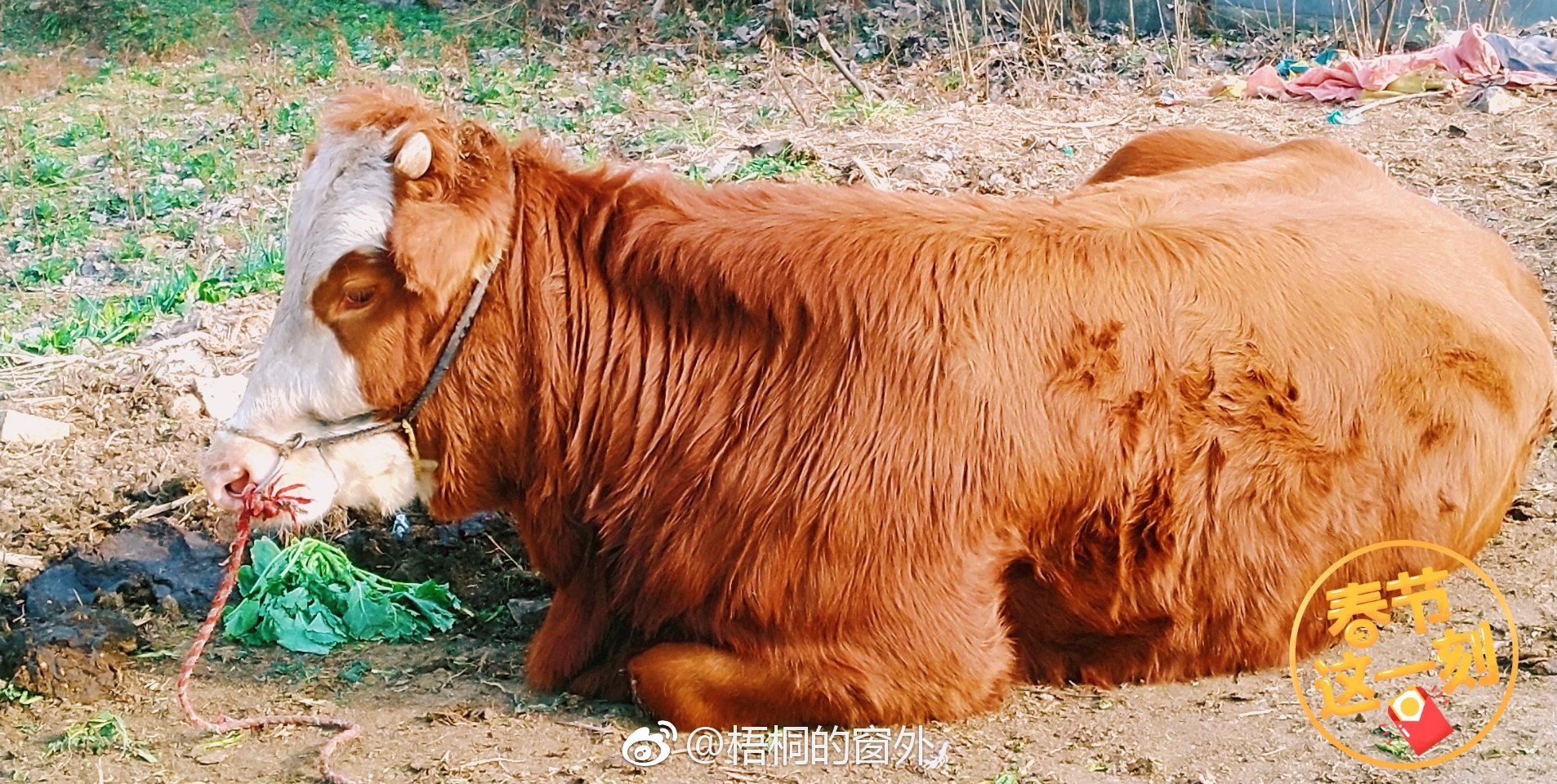 一头牛卧着,就任由我拍.生活里的惊喜,多来自于踏踏实实的热爱.