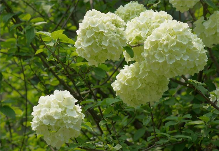 绣球花诗词精选一十二首 高枝带雨压雕栏，一蒂千花白玉团