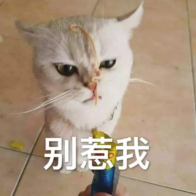 猫咪表情包:达成一致