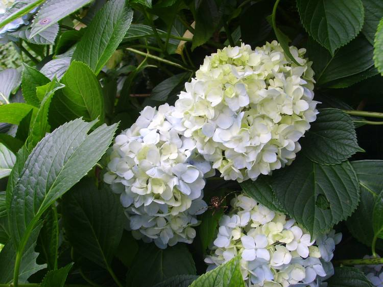 绣球花诗词精选一十二首 高枝带雨压雕栏，一蒂千花白玉团