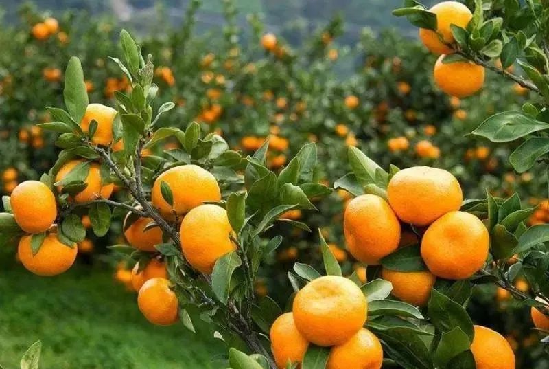 【专项债券经典案例】眉山市丹棱县乡村振兴示范案例