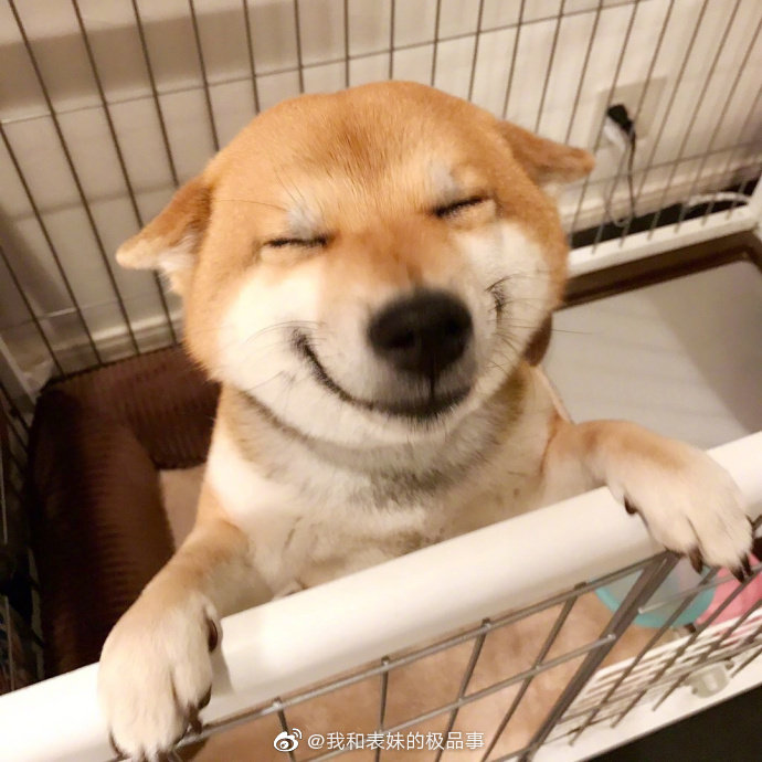 傻狗的微笑,祝你一天好心情