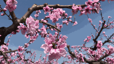 赏桃花不用走遍四海八荒，收下这份攻略，这里有最美的“桃花源”