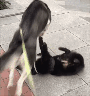 壁纸 动物 狗 狗狗 312_333 gif 动态图 动图