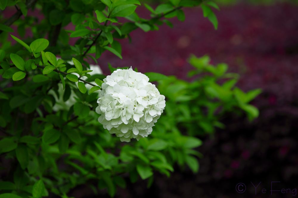 绣球花诗词精选一十二首 高枝带雨压雕栏，一蒂千花白玉团
