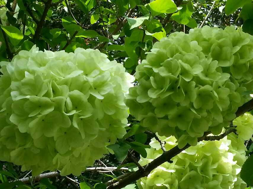 绣球花诗词精选一十二首 高枝带雨压雕栏，一蒂千花白玉团