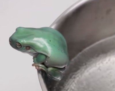 温水煮青蛙的效应是否真实？国外小伙的实验为我们揭晓了答案