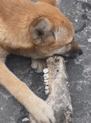 土狗啃着骨头当磨牙棒,坚硬无比,啃得狗子怀疑狗生!