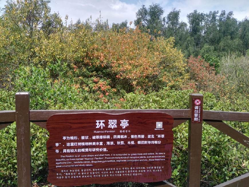 惠州大亚湾红树林湿地公园你去过吗?带你们去看看啦!