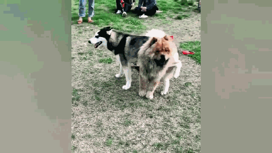 路遇一只边牧.听说你是最聪明的狗,来掐架啊?嗯?速度这么快