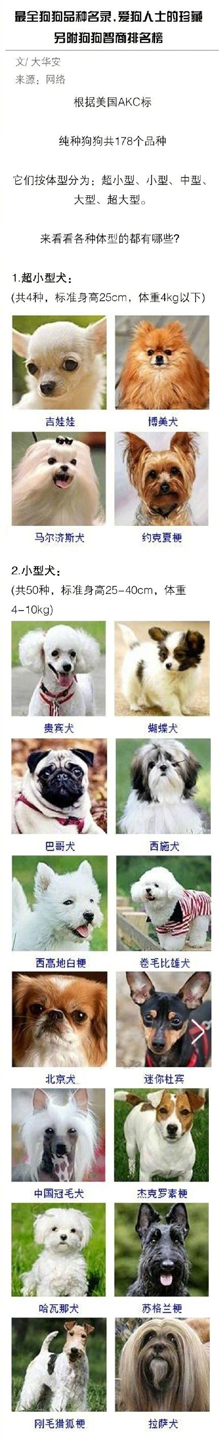 小狗智商排行_3大狗狗智商排行榜,没想到第一是它