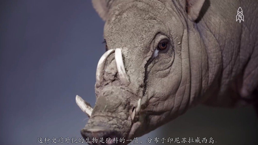 进化失败的鹿豚：獠牙不用来战斗，却成为扎穿自己头骨...