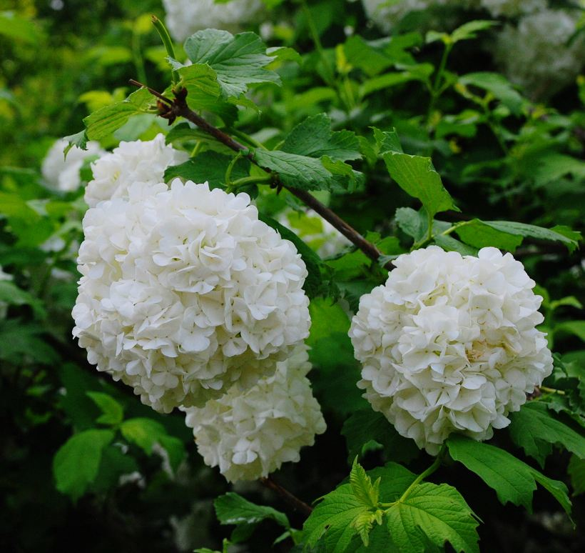 绣球花诗词精选一十二首 高枝带雨压雕栏，一蒂千花白玉团