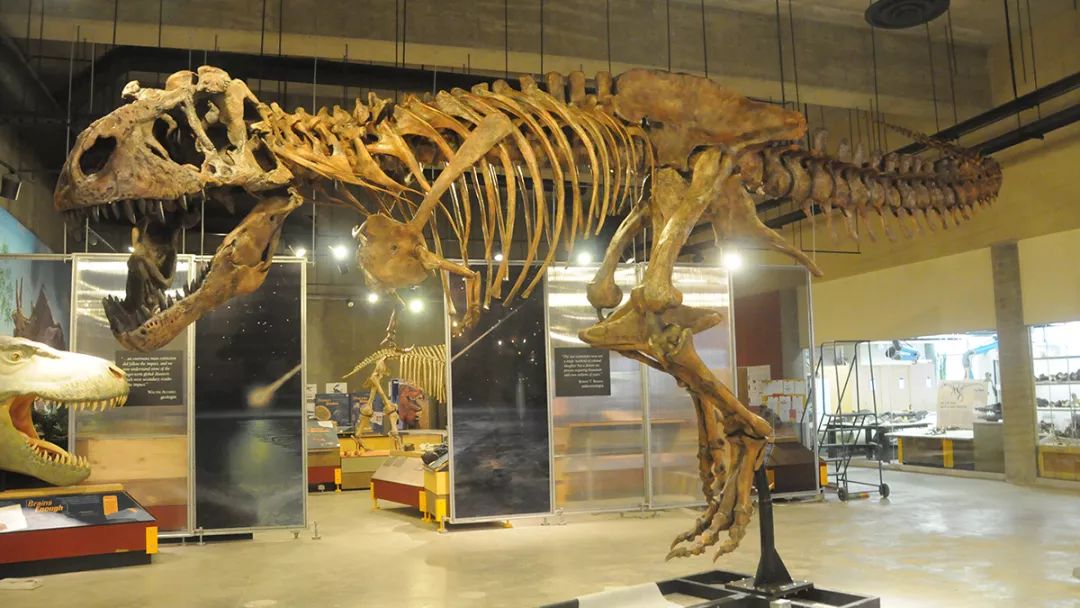 古生物学家在加拿大发现最大霸王龙化石