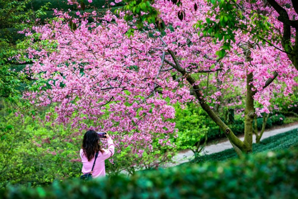 100000株樱花盛开,深圳人现在去还不