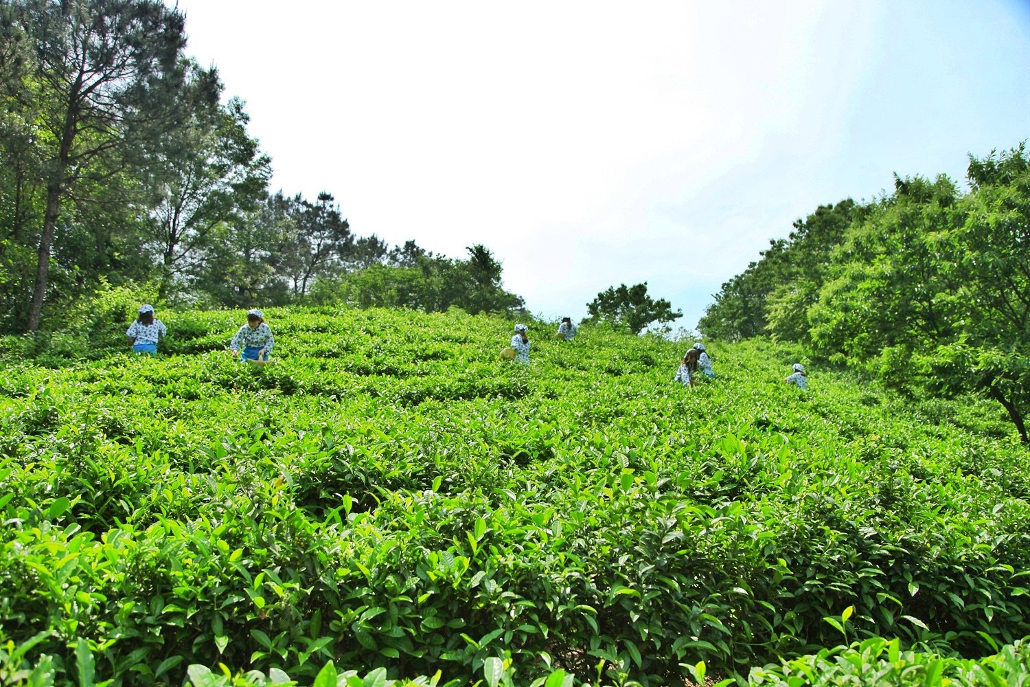 中国名茶，亩产三斤需要24万颗嫩芽，卖多少你觉得最合适