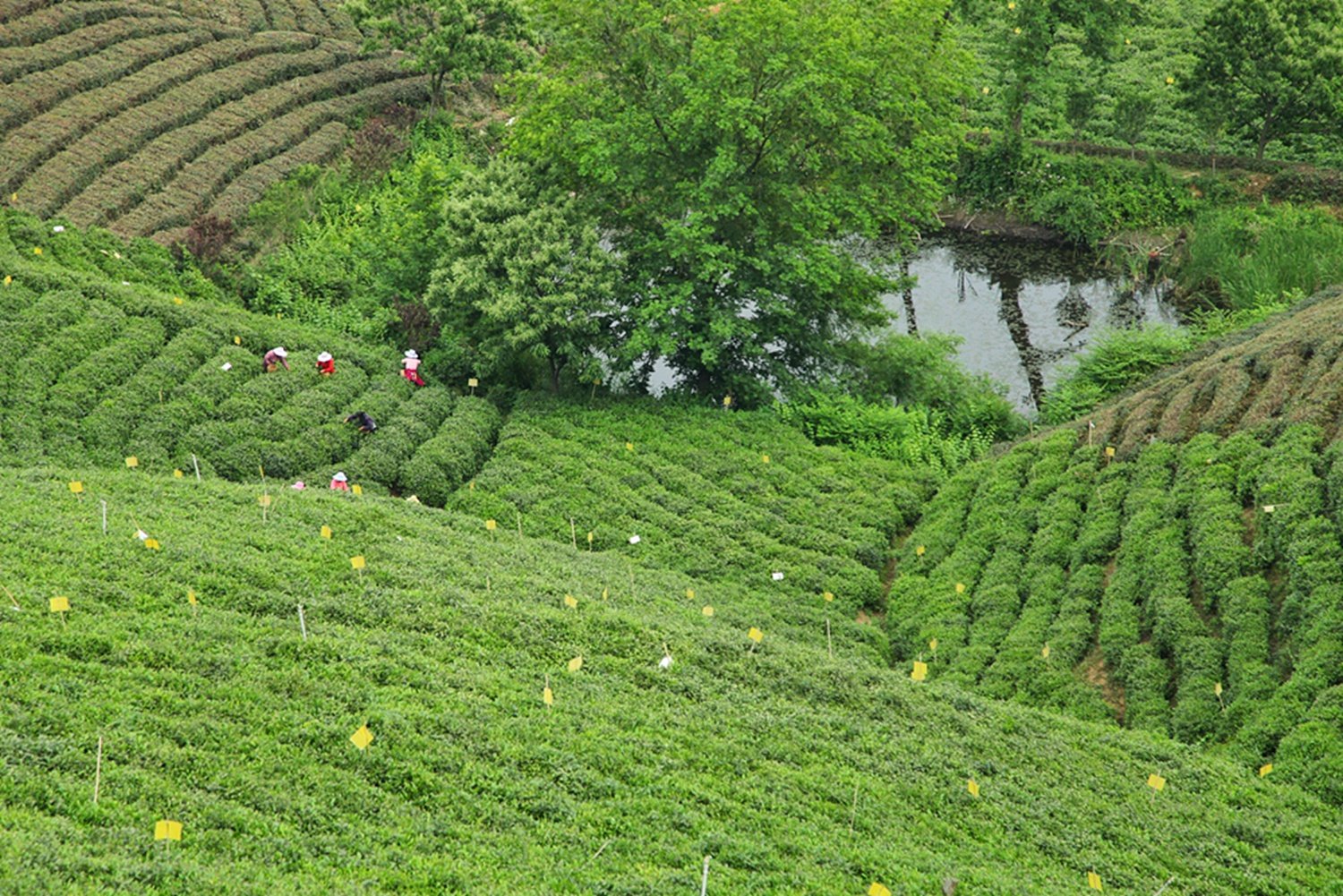 中国名茶，亩产三斤需要24万颗嫩芽，卖多少你觉得最合适