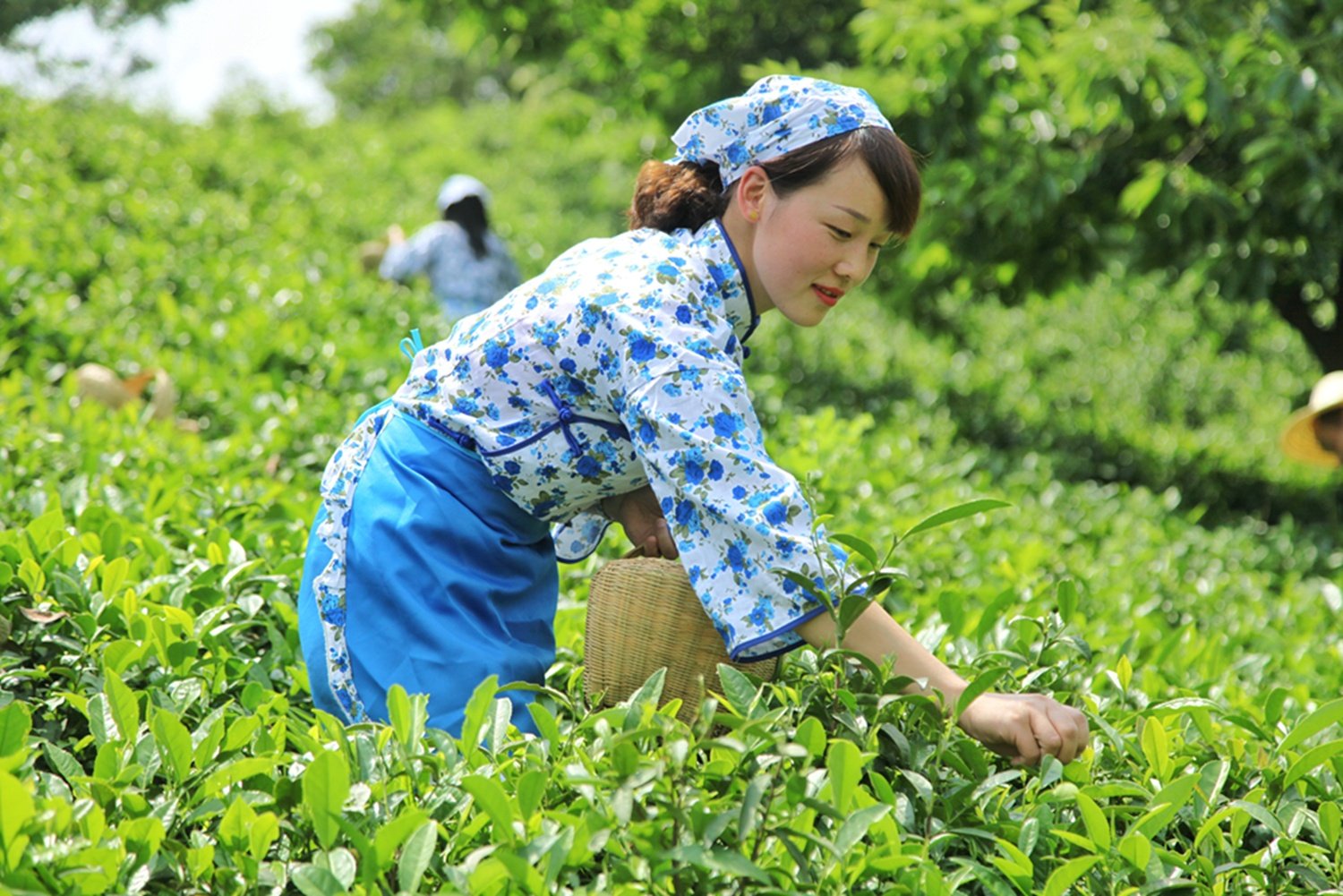 中国名茶，亩产三斤需要24万颗嫩芽，卖多少你觉得最合适