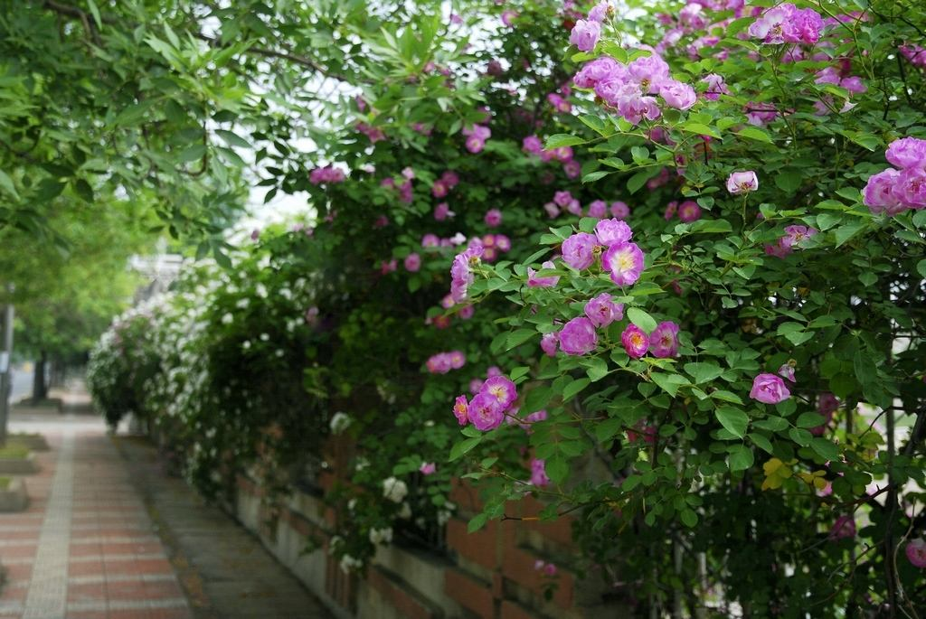 蔷薇花诗词精选四十三首千重密叶侵阶绿,万朵闲花向日红 蔷薇花诗词精选四十三首 千重密叶侵阶绿,万朵闲花向日红