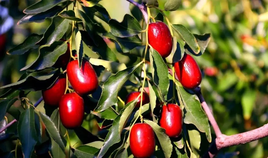 新疆托克逊火了！这里的杏花被全国人民盯上了！