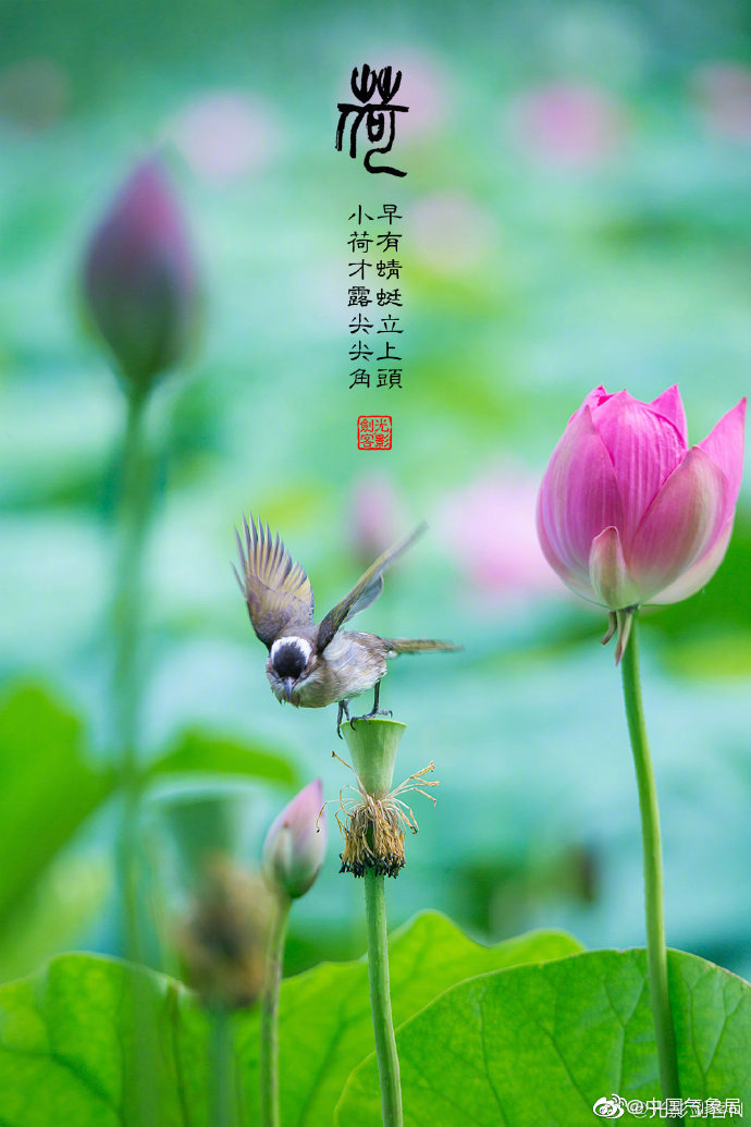 小荷才露尖尖角,早有蜻蜓立上头.此时正是荷花的盛开期