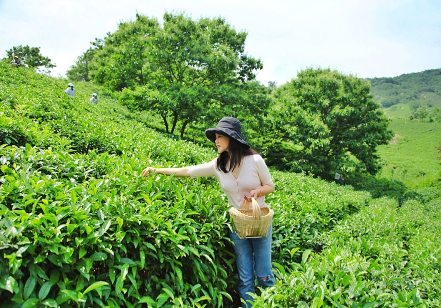中国名茶，亩产三斤需要24万颗嫩芽，卖多少你觉得最合适