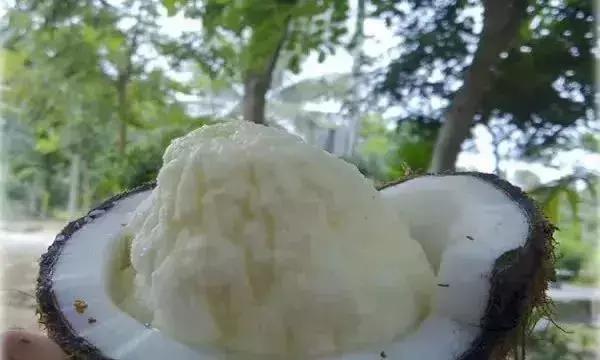海南椰子的25种吃法!全吃过算你厉害!