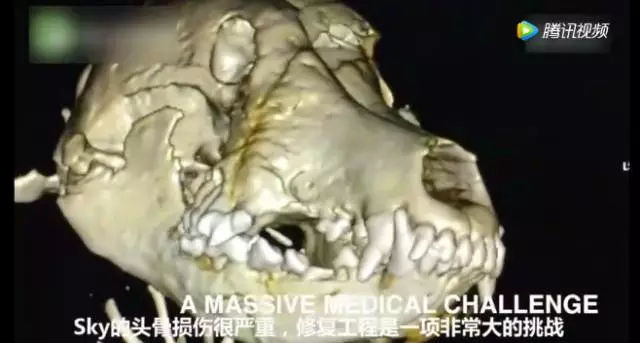 为了救小孩子，狗狗被人贩子砍了半边脸，愿你余生快乐