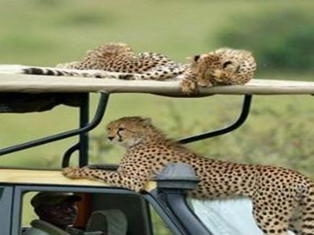 猎豹与观光车比速度，轻易追上车子，旅客冒出一身冷汗