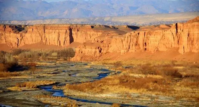 新疆托克逊火了！这里的杏花被全国人民盯上了！