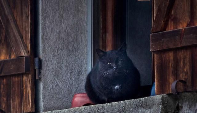 猫咪太胖太瘦都不好 保持 适当体重 最省心 这3