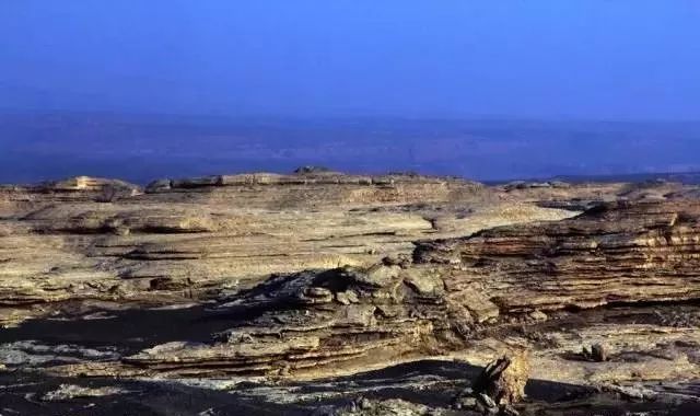 新疆托克逊火了！这里的杏花被全国人民盯上了！