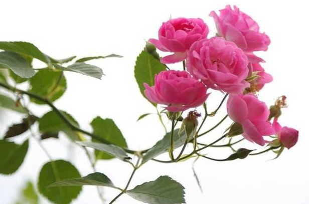 蔷薇花诗词精选四十三首千重密叶侵阶绿,万朵闲花向日红 蔷薇花诗词精选四十三首 千重密叶侵阶绿,万朵闲花向日红