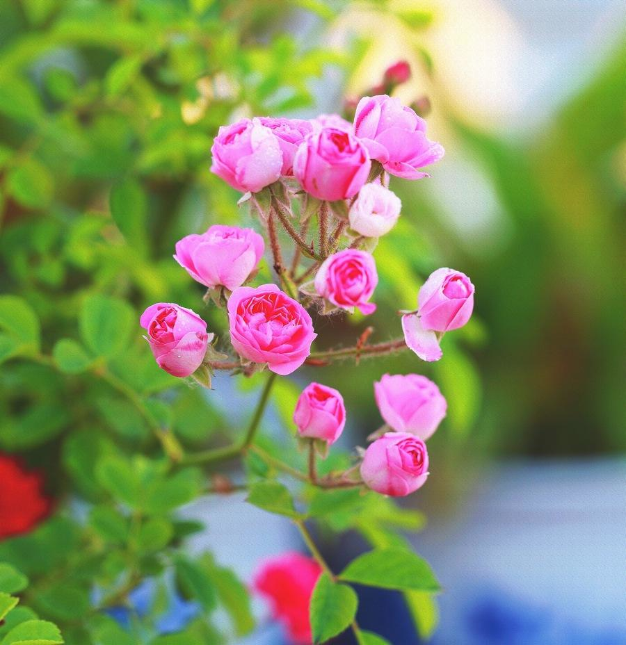 蔷薇花诗词精选四十三首 千重密叶侵阶绿，万朵闲花向日红