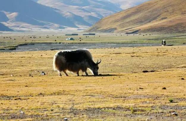 新疆这条公路翻越5000米高山成为“世界之最”！一生一定要去一次