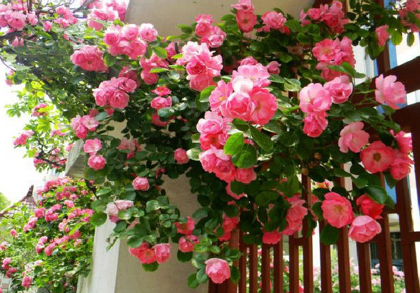 蔷薇花诗词精选四十三首千重密叶侵阶绿,万朵闲花向日红 蔷薇花诗词精选四十三首 千重密叶侵阶绿,万朵闲花向日红