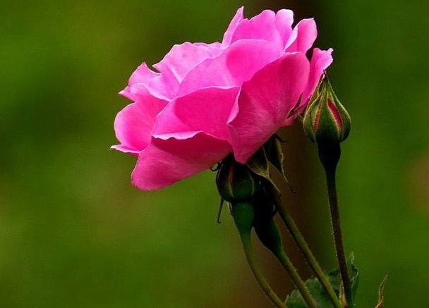 蔷薇花诗词精选四十三首千重密叶侵阶绿,万朵闲花向日红 蔷薇花诗词精选四十三首 千重密叶侵阶绿,万朵闲花向日红