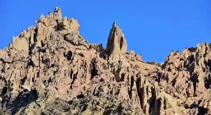 新疆托克逊火了！这里的杏花被全国人民盯上了！