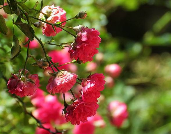 蔷薇花诗词精选四十三首千重密叶侵阶绿,万朵闲花向日红 蔷薇花诗词精选四十三首 千重密叶侵阶绿,万朵闲花向日红