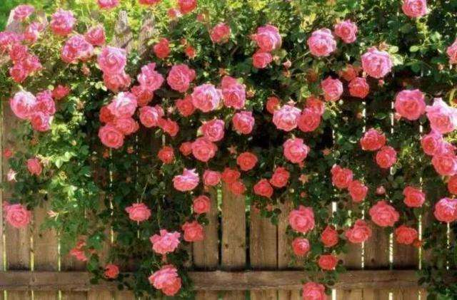 蔷薇花诗词精选四十三首千重密叶侵阶绿,万朵闲花向日红 蔷薇花诗词精选四十三首 千重密叶侵阶绿,万朵闲花向日红