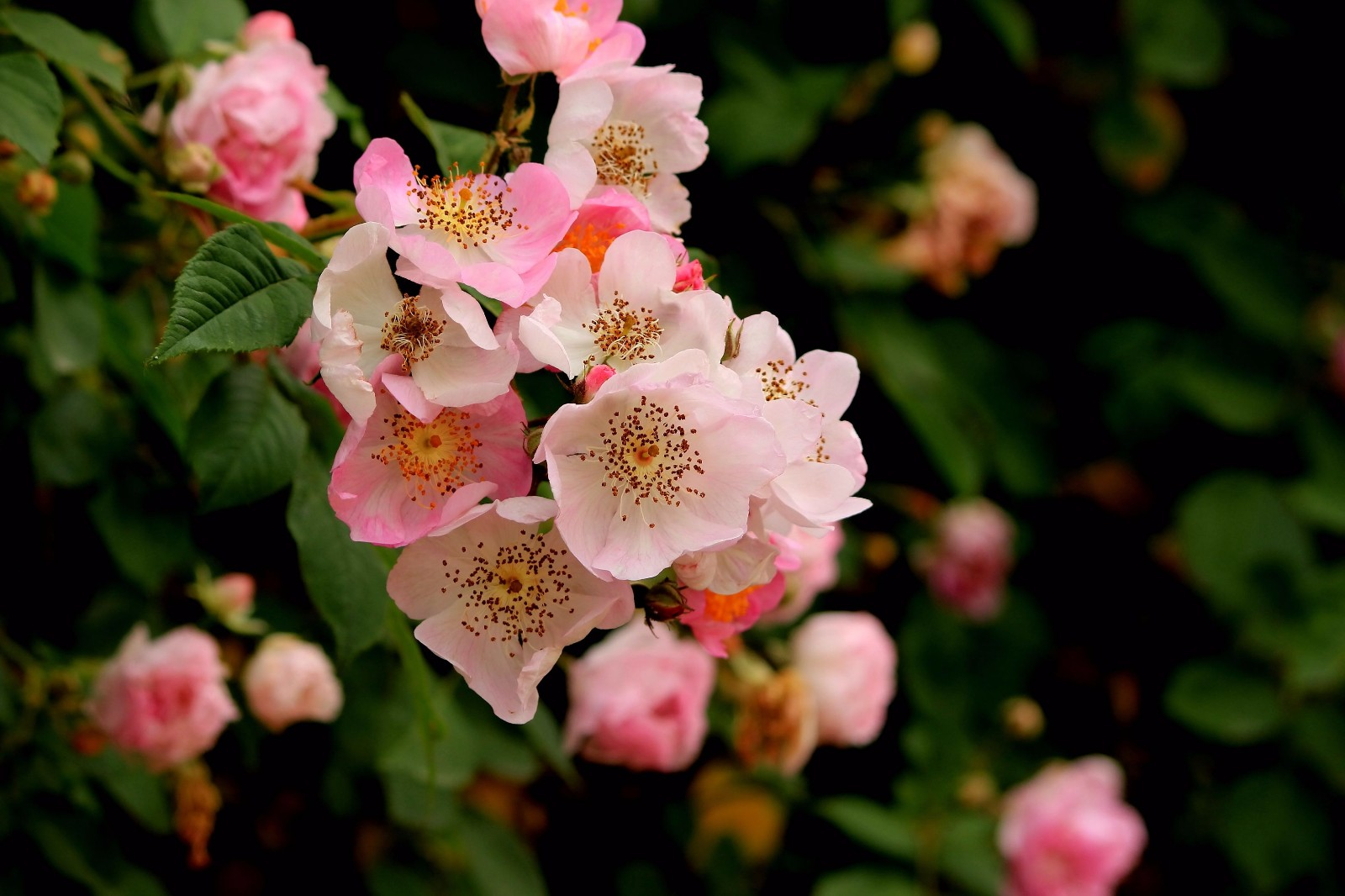 蔷薇花诗词精选四十三首千重密叶侵阶绿,万朵闲花向日红 蔷薇花诗词精选四十三首 千重密叶侵阶绿,万朵闲花向日红