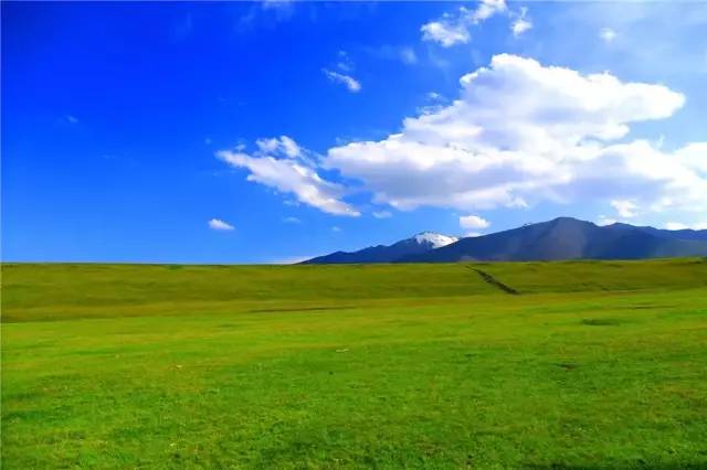 新疆托克逊火了！这里的杏花被全国人民盯上了！