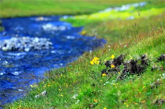 新疆托克逊火了！这里的杏花被全国人民盯上了！