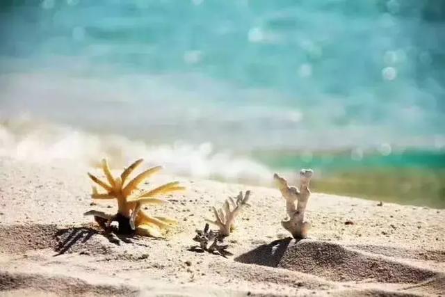 從三亞出發(fā)，探秘富饒的西沙群島