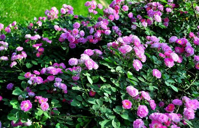 蔷薇花诗词精选四十三首千重密叶侵阶绿,万朵闲花向日红 蔷薇花诗词精选四十三首 千重密叶侵阶绿,万朵闲花向日红